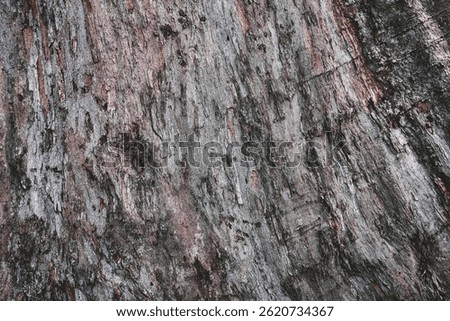 Pattern of dried old teak bark wood in Thailand.Cracked wood texture big tree surface.Template for design.Abstract natural background.Beautiful pattern.Banner.Wallpaper.Selective focus.