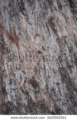 Pattern of dried old teak bark wood in Thailand.Cracked wood texture big tree surface.Template for design.Abstract natural background.Beautiful pattern.Wallpaper.Selective focus.Vertical.