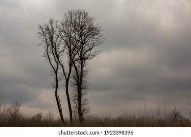 Pattern of dried tree braches texture against white empty sky. Silhouette of brach of tree.