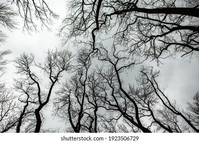 Pattern of dried tree braches texture against white empty sky. Silhouette of brach of tree.