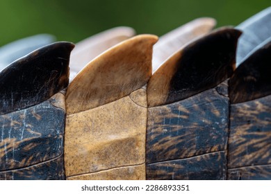 pattern of false gharial's tail