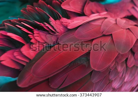 Pattern of feather for background