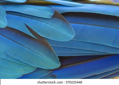 Pattern of feather, Closeup feather