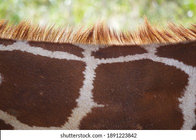 The pattern of the giraffe is beautiful.