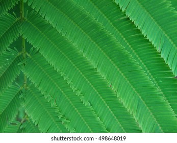 Pattern of green leaf