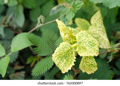 pattern of green leaf.