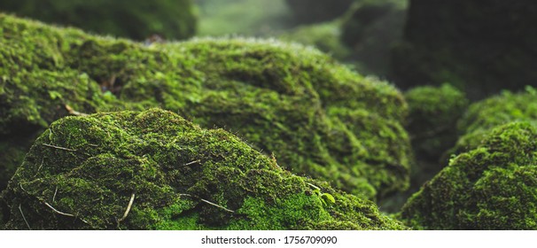 pattern green moss grown up cover the rough stones and on the floor in the forest. Show with macro view. Rocks full of the moss texture in nature for wallpaper.