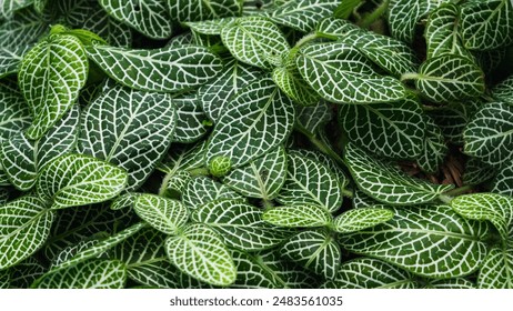 Pattern of green vein structure leaves of Fittonia, Green Episcia cupreata (Fittonia verschaffeltii albivenis) plants in my garden - Powered by Shutterstock