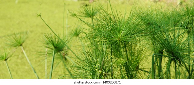 Pattern of green and yellow field