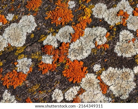 Pattern of grey and orange organic structure on wood. Hypogymnia physodes and Xanthoria parietina common orange lichen, yellow scale, maritime sunburst lichen and shore lichen lichenized fungi