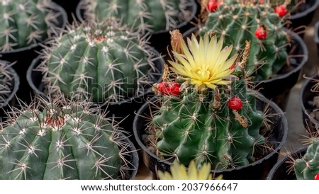 pattern of hedgehog cactus, sea-urchin cactus or Easter lily cactus. Mix of Echinopsis cactus in nursery garden