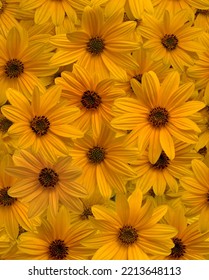 Pattern Helianthus Salicifolius Yellow Sunflowers.