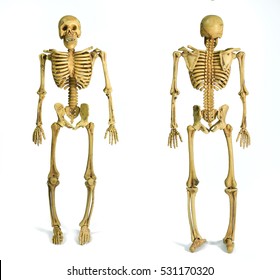 The pattern human skeletons isolated on white background , two skeleton pattern puppet, skull model Ghost, Front and back
