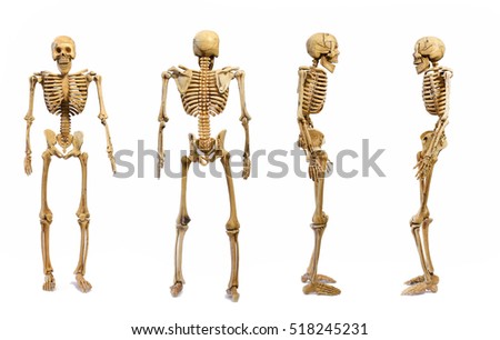 The pattern human skeletons isolated on white background , four skeleton pattern puppet, skull model Ghost