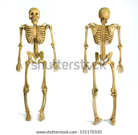 The pattern human skeletons isolated on white background , two skeleton pattern puppet, skull model Ghost, Front and back
