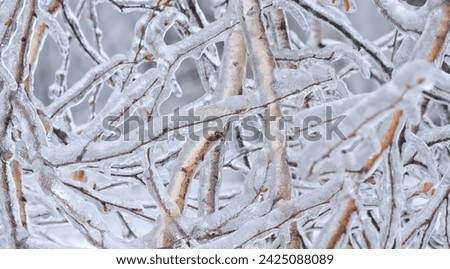 Pattern of icy birch branches on a natural, winter background