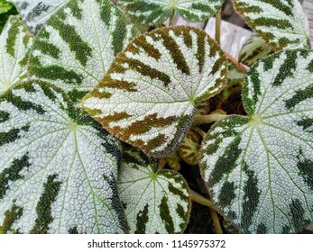 Pattern of leaf close up