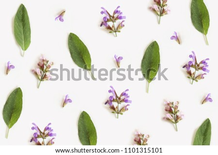 Pattern from leaves and flowers of sage isolated on white background, flat lay, top view. The concept of spring.
