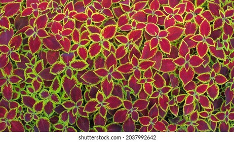 The pattern looks like a carpet of leaves of a growing coleus. - Shutterstock ID 2037992642