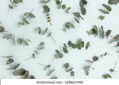 Pattern made of eucalyptus on a blue pastel background.