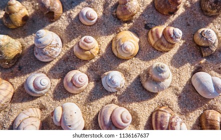 Pattern Made Seashells Nature Background Shells Stock Photo (Edit Now ...