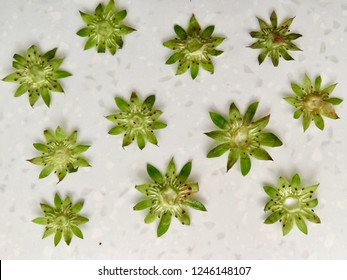 Pattern made of strawberry stems