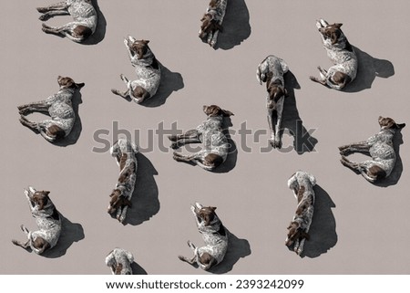 Pattern with many lying Dalmatian breed dogs isolated on beige background with shadows. Top view