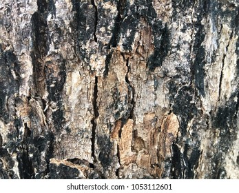 Bark Tree Birch Nature Texture Background Foto de stock 1531081376 ...