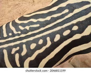 Pattern on the back of zebra in the zoo - Shutterstock ID 2046811199