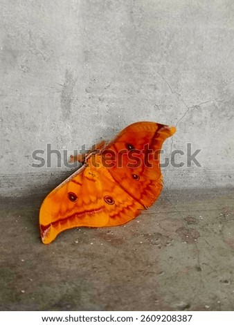 the pattern on the buttefly is unique
