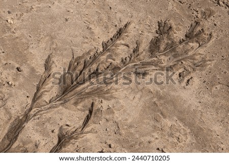 A pattern on the sand formed by a streamlet.