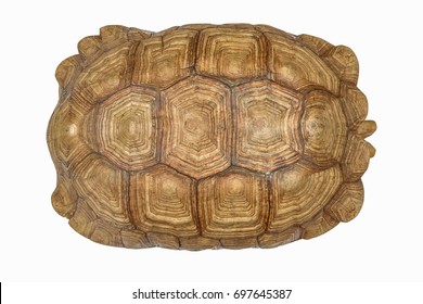 The pattern on the shell of a giant turtle. Texture of Turtle carapace. Beautiful, charming, mysterious