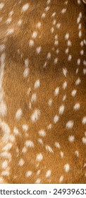 Pattern On Spotted Deer Capturerd At Gir National Park 