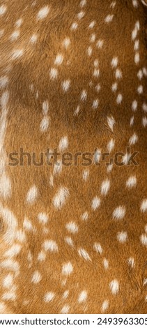 Pattern On Spotted Deer Capturerd At Gir National Park 