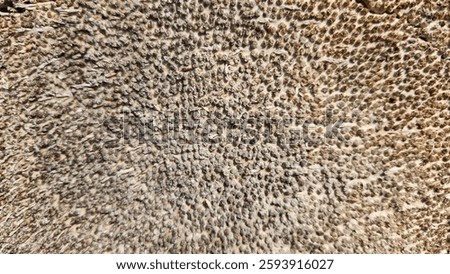 Pattern on the surface of a ground-level stump of a cut Canary date palm tree reveals intricate textures, showcasing the unique characteristics