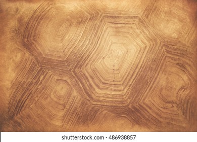 pattern on tortoise shell background