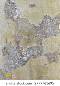 Pattern on tree trunk 3