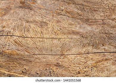 Pattern on tree trunk log after damage caused by bark beetle. Natural wooden texture background