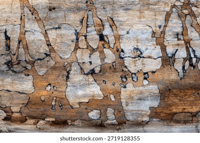 Pattern on the trunk of a fallen tree that has lost its bark. Tiny black dots (visible at 100%) are a species of lichen.