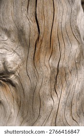 Pattern on the trunk of an old, dead tree (close-up)