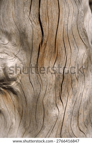 Pattern on the trunk of an old, dead tree (close-up)