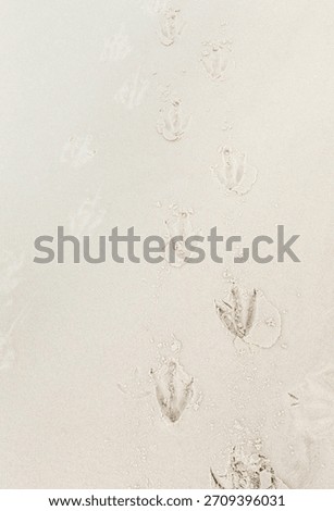 A pattern of penguin footprints creates a natural abstract design in the pristine white sand of a remote beach in the Falkland Islands.
