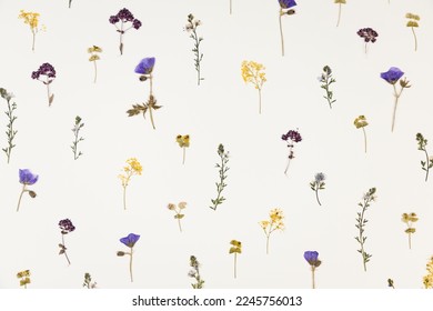 Pattern of pressed dried flowers of field plants. Mockup for greeting card, wedding invitation. Design for printing on fabric, wrapping paper. Abstraction composition.