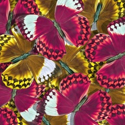 Pattern Of Red And Brown Morpho Butterflies. Bright Butterflies Texture Background