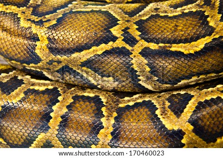 pattern skin boa