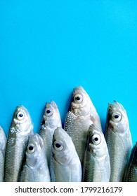 Pattern Of Small Fish Bleak On Blue Background. Flat Lay Collection Catch From The Lake, River With Copy Space For Text. Top View Fresh Seafood On The Table For Menu Concept.