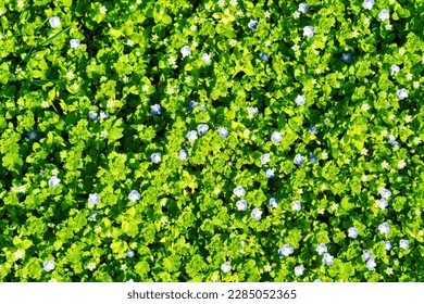 Pattern of small spring wildflowers and leaves illuminated by the sun. Natural background.