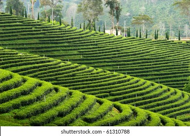 Pattern Of Tea Plantation ,North Of Thailand