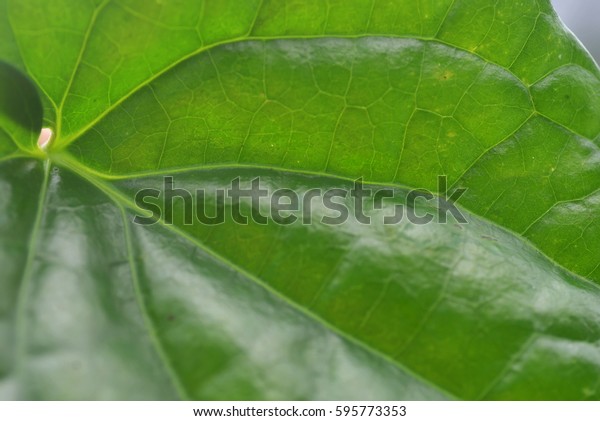 Pattern Texture Betel Leaf Betel Known Stock Photo Edit Now 595773353