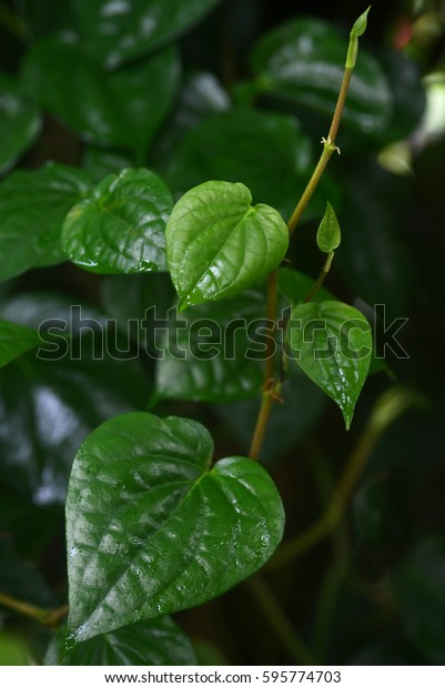 Pattern Texture Betel Leaf Betel Known Stock Photo Edit Now 595774703